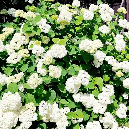 Dom Na Leszczynowej Gorce - Plaza, * Ełk